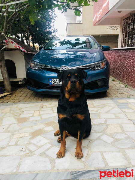 Rottweiler, Köpek  Lucy fotoğrafı