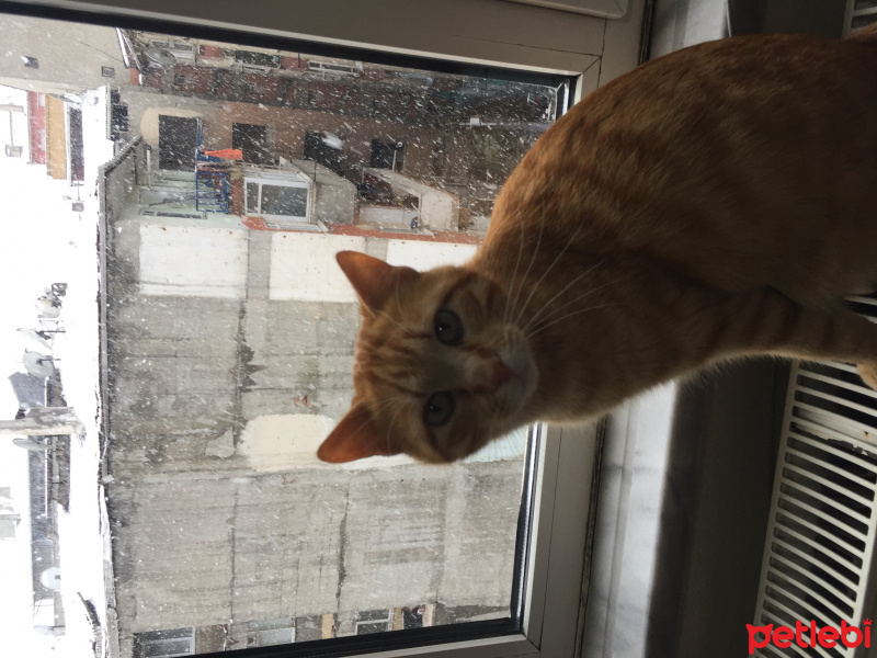 Tekir Kedi, Kedi  ateş fotoğrafı