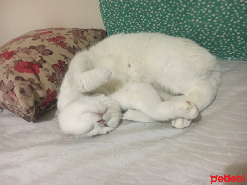 British Shorthair, Kedi  sütlaç fotoğrafı