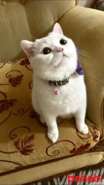 British Shorthair, Kedi  sütlaç fotoğrafı