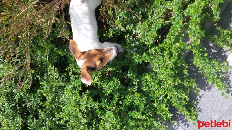 Jack Russell Terrier, Köpek  Hayat fotoğrafı