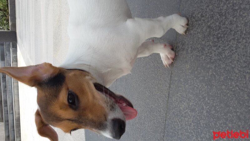 Jack Russell Terrier, Köpek  Hayat fotoğrafı