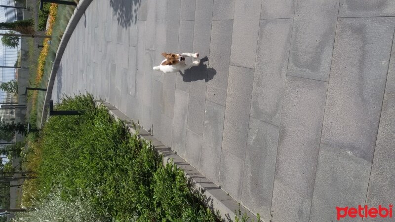 Jack Russell Terrier, Köpek  Hayat fotoğrafı