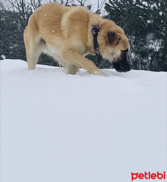 Kangal, Köpek  Fındık fotoğrafı