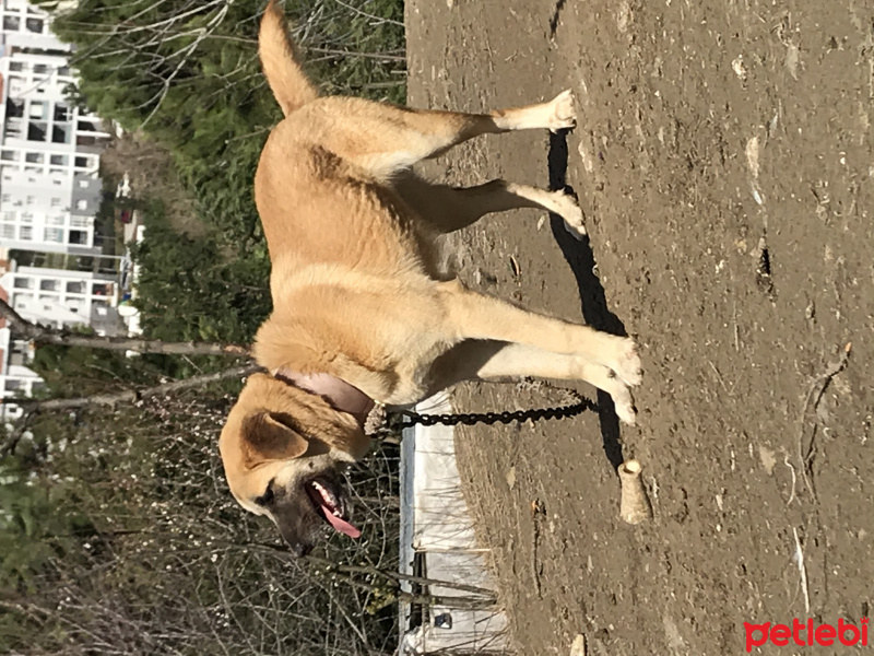 Kangal, Köpek  Fındık fotoğrafı