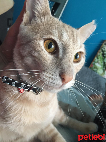 Tekir Kedi, Kedi  Tarçın fotoğrafı