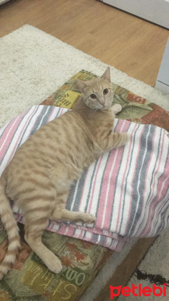 Tekir Kedi, Kedi  Tarçın fotoğrafı
