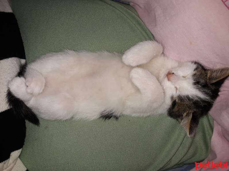 Tekir Kedi, Kedi  Balım fotoğrafı