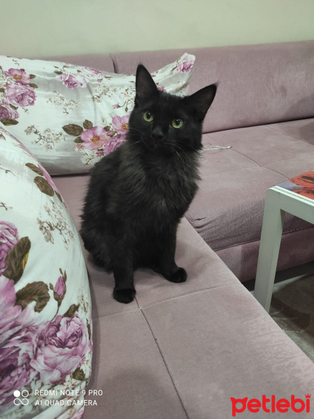 Tekir Kedi, Kedi  Nero fotoğrafı