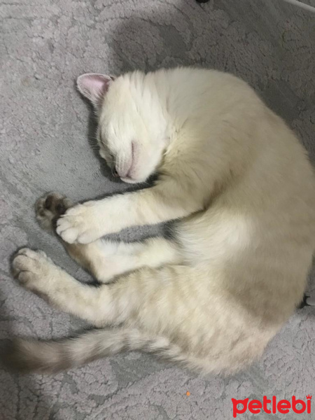 British Shorthair, Kedi  Prenses fotoğrafı