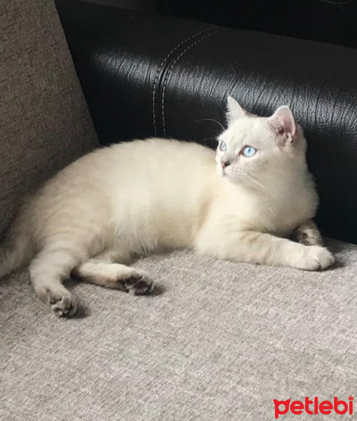 British Shorthair, Kedi  Prenses fotoğrafı