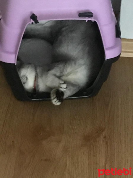 Scottish Fold, Kedi  Pişi fotoğrafı