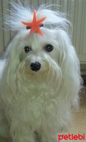 Maltese, Köpek  köpük fotoğrafı
