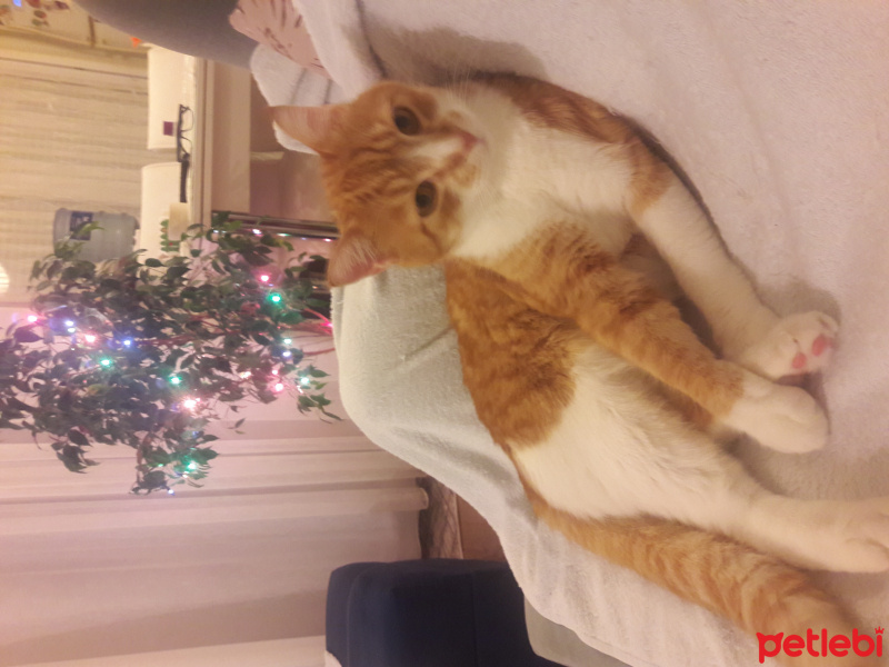 Sarman, Kedi  Vincent fotoğrafı