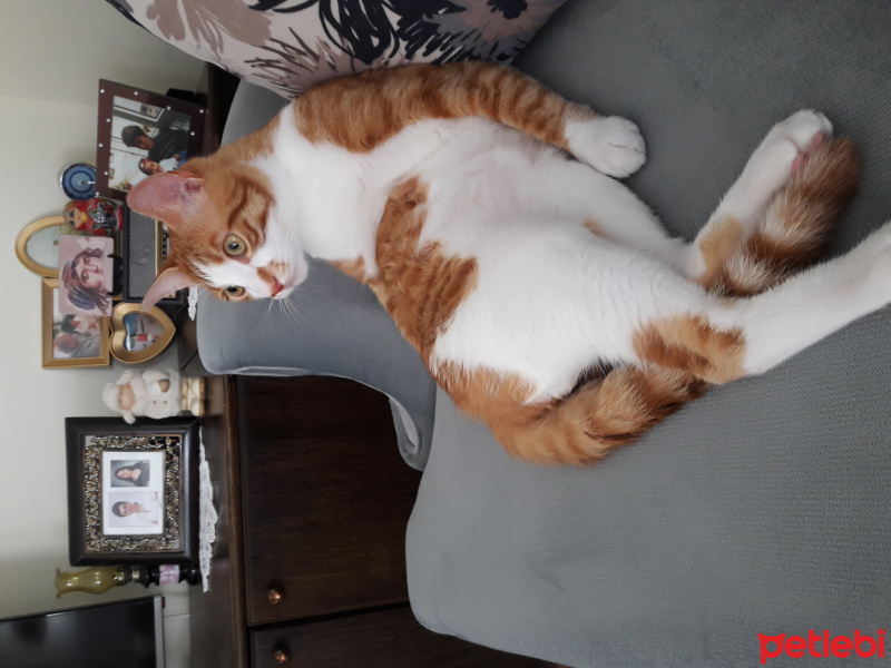 Sarman, Kedi  Teo fotoğrafı