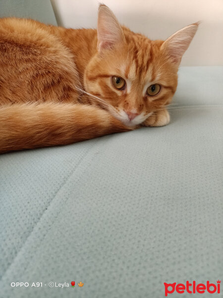 Sarman, Kedi  Gizmo fotoğrafı