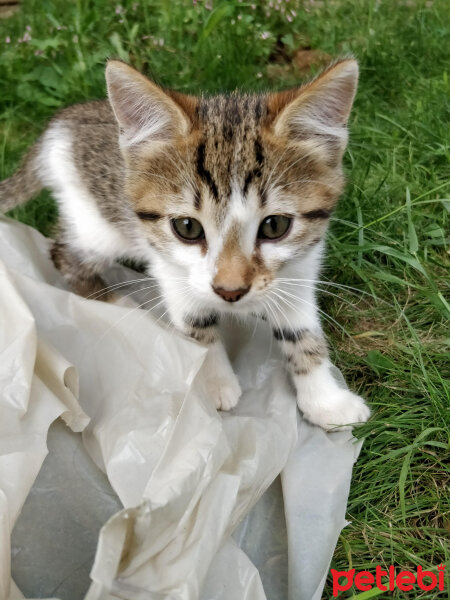 Tekir Kedi, Kedi  Misket fotoğrafı