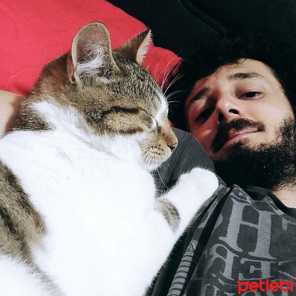 Tekir Kedi, Kedi  Misket fotoğrafı