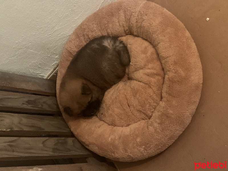 Chow Chow (çin Aslanı), Köpek  leo fotoğrafı