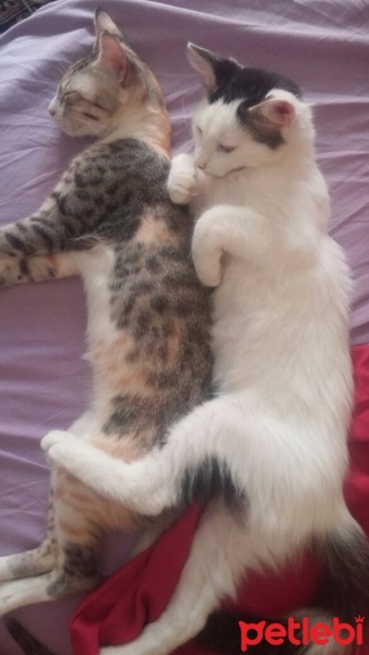 Tekir Kedi, Kedi  Paris ile Mıncır sıcak yuvalarını arıyor  fotoğrafı