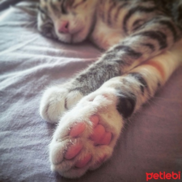 Tekir Kedi, Kedi  Paris ile Mıncır sıcak yuvalarını arıyor  fotoğrafı