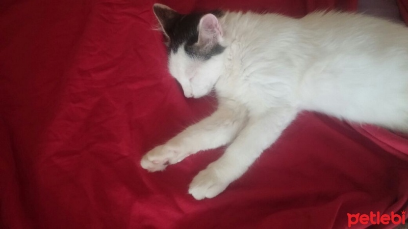 Tekir Kedi, Kedi  Paris ile Mıncır sıcak yuvalarını arıyor  fotoğrafı