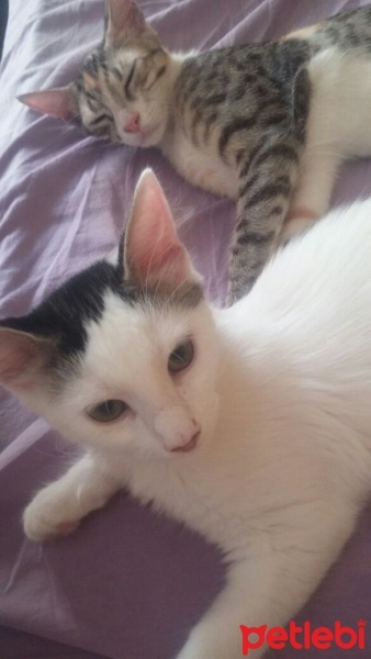 Tekir Kedi, Kedi  Paris ile Mıncır sıcak yuvalarını arıyor  fotoğrafı