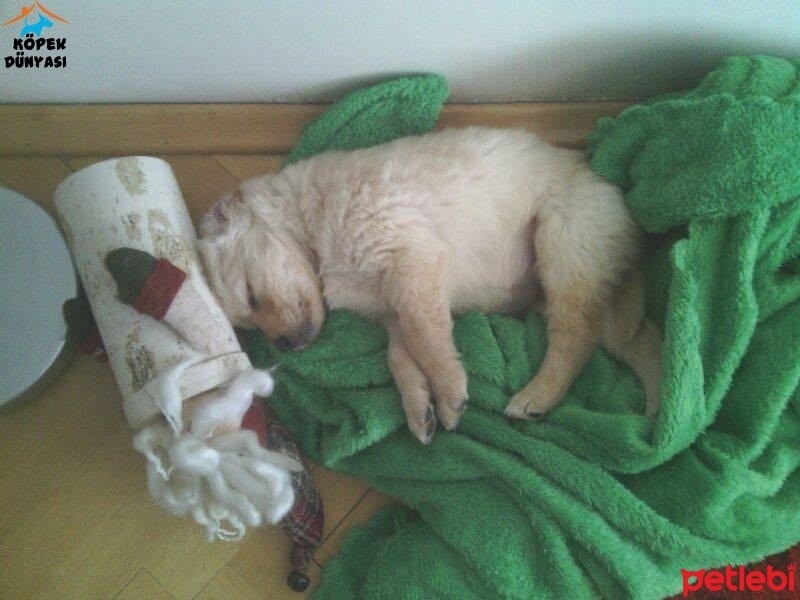 Golden Retriever, Köpek  ŞİVA fotoğrafı