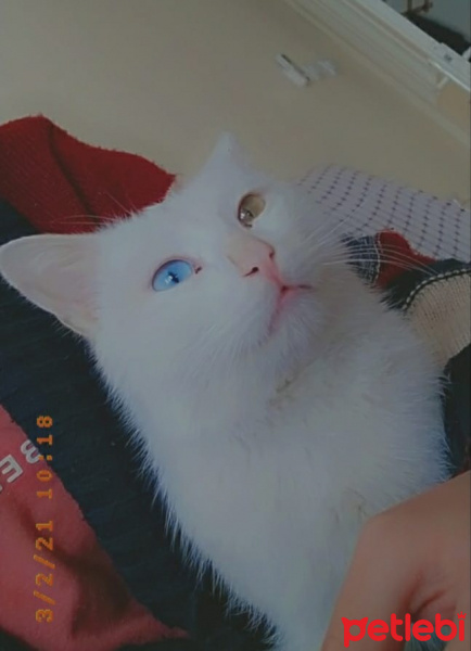 Van Kedisi, Kedi  Bulut fotoğrafı