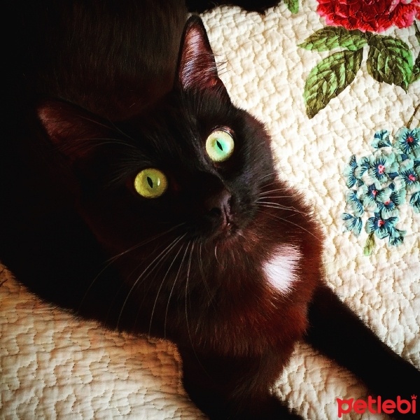 Bombay, Kedi  Lucy  fotoğrafı