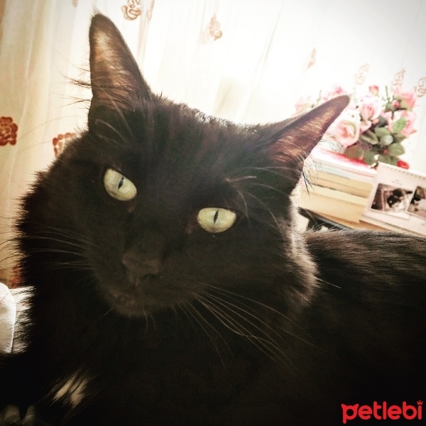 Bombay, Kedi  Lucy  fotoğrafı