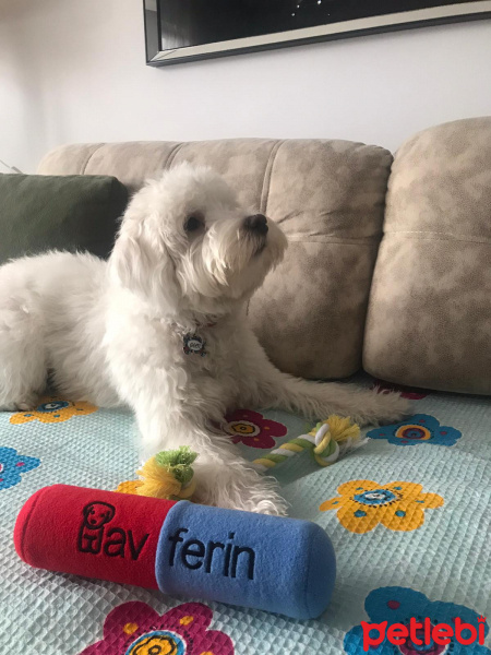 Maltese, Köpek  ÇAKIL fotoğrafı