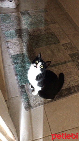 Tuxedo (Smokin) Kedi, Kedi  Tırmık fotoğrafı