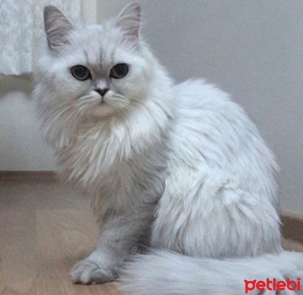 Chinchilla, Kedi  Mia fotoğrafı