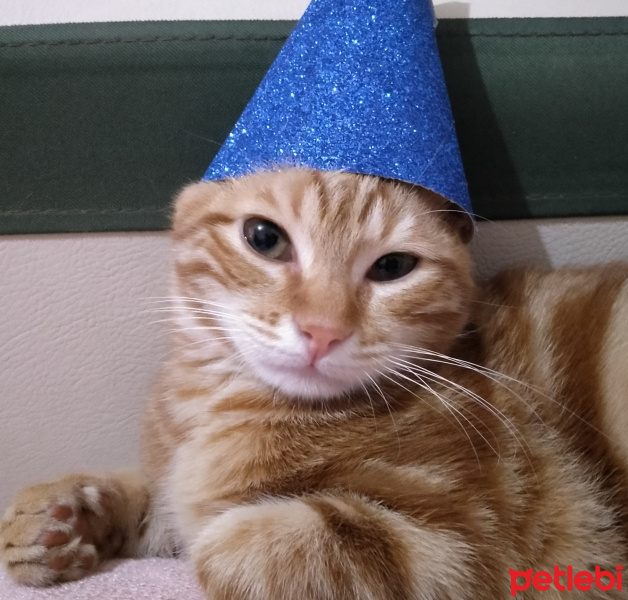 Sarman, Kedi  Mars fotoğrafı