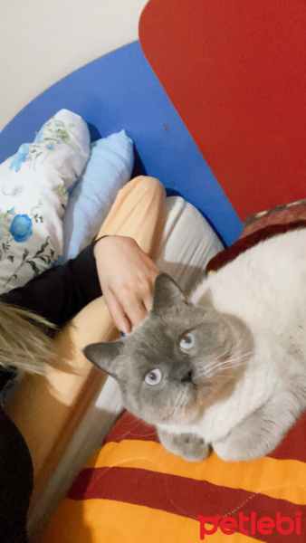 Scottish Fold, Kedi  Oscar fotoğrafı