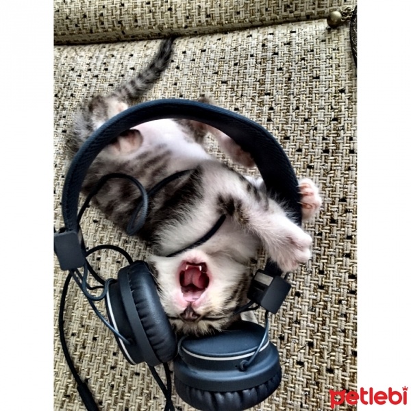 Tekir Kedi, Kedi  Minnoş fotoğrafı