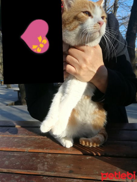 Sarman, Kedi  kiara fotoğrafı