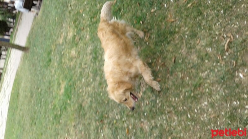 Golden Retriever, Köpek  SAKIZ fotoğrafı