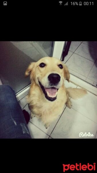 Golden Retriever, Köpek  SAKIZ fotoğrafı