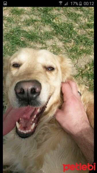 Golden Retriever, Köpek  SAKIZ fotoğrafı