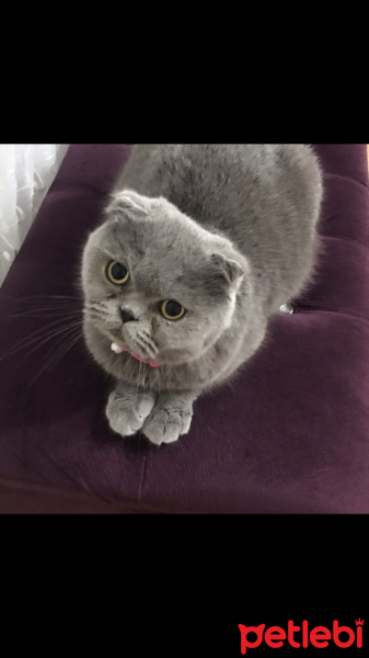 Scottish Fold, Kedi  Kül fotoğrafı