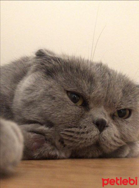 Scottish Fold, Kedi  Kül fotoğrafı