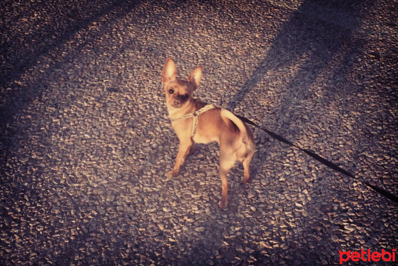 Chihuahua, Köpek  Tekila fotoğrafı