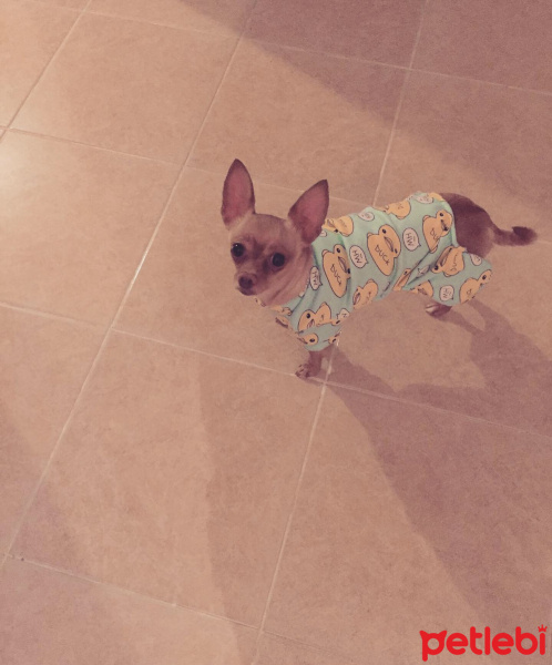 Chihuahua, Köpek  Tekila fotoğrafı