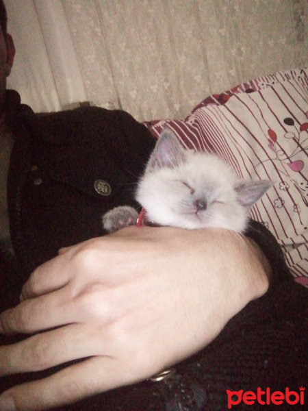 British Shorthair, Kedi  Balım fotoğrafı