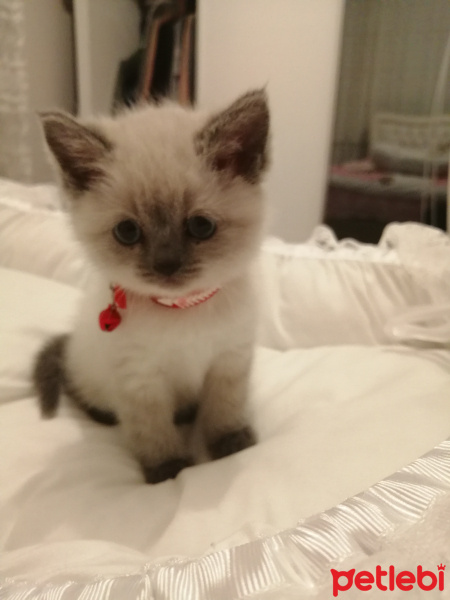 British Shorthair, Kedi  Balım fotoğrafı