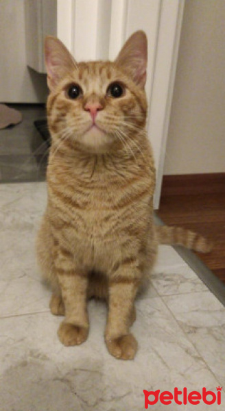 Tekir Kedi, Kedi  Chucky fotoğrafı