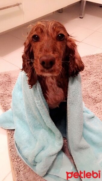 İngiliz Cocker Spaniel, Köpek  Şila fotoğrafı