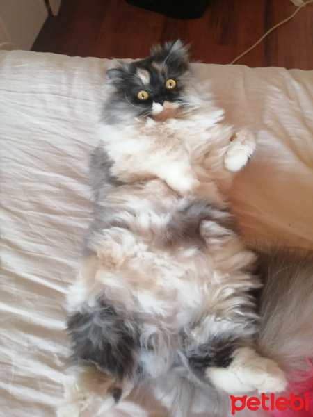 İran Kedisi (Persian), Kedi  çakıl fotoğrafı